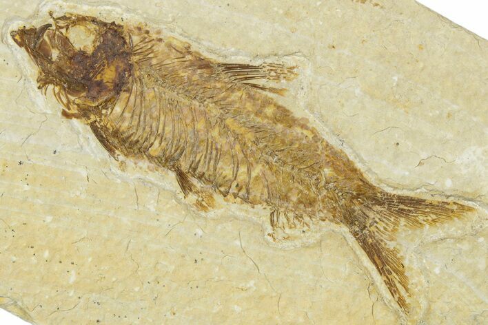 Detailed Fossil Fish (Knightia) - Wyoming #330791